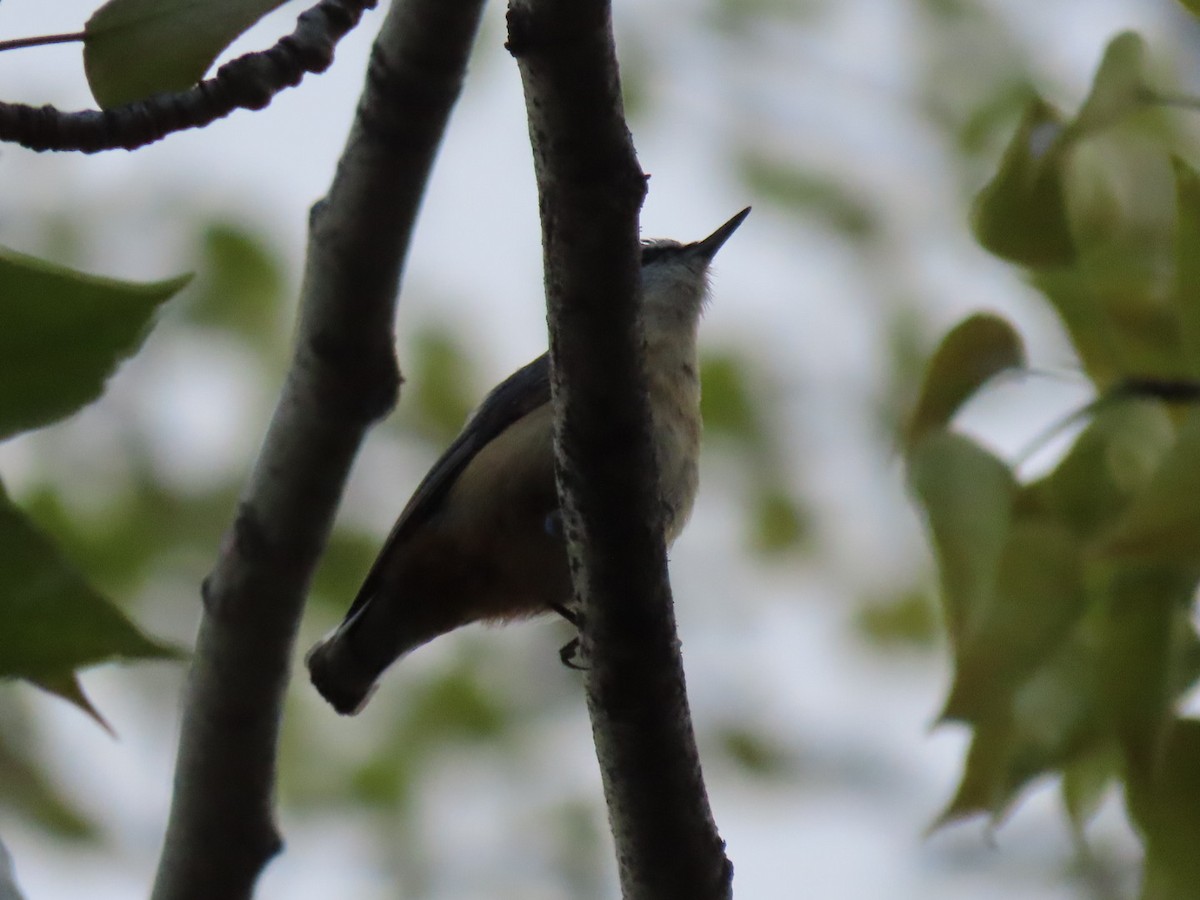 Red-breasted Nuthatch - ML457293011