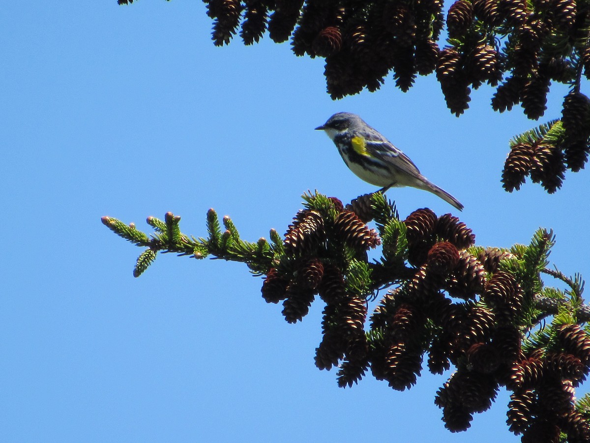 Yellow-rumped Warbler - ML457295041