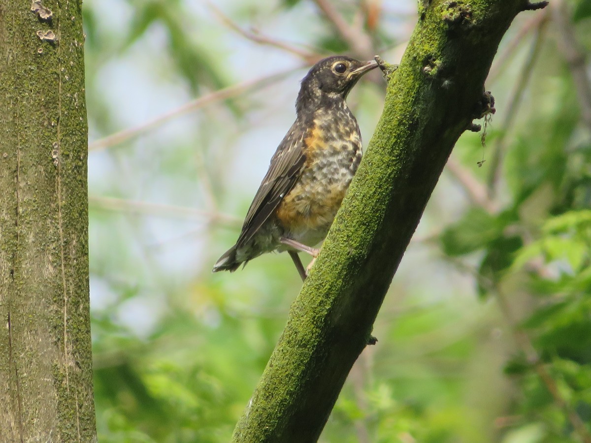 American Robin - ML457295121