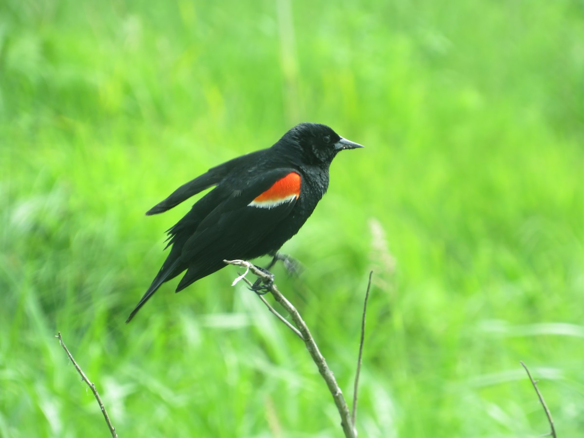 Red-winged Blackbird - ML457295261