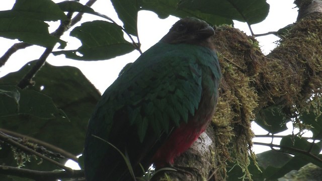 カンムリカザリキヌバネドリ - eBird