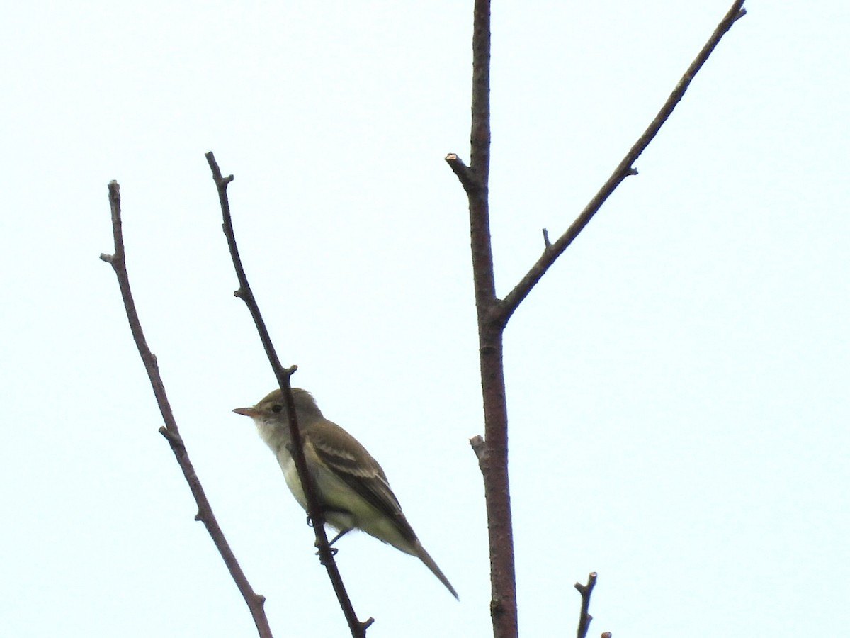 Willow Flycatcher - ML457296001