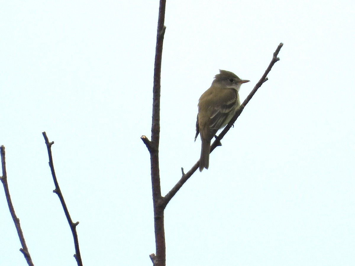 Willow Flycatcher - ML457296011