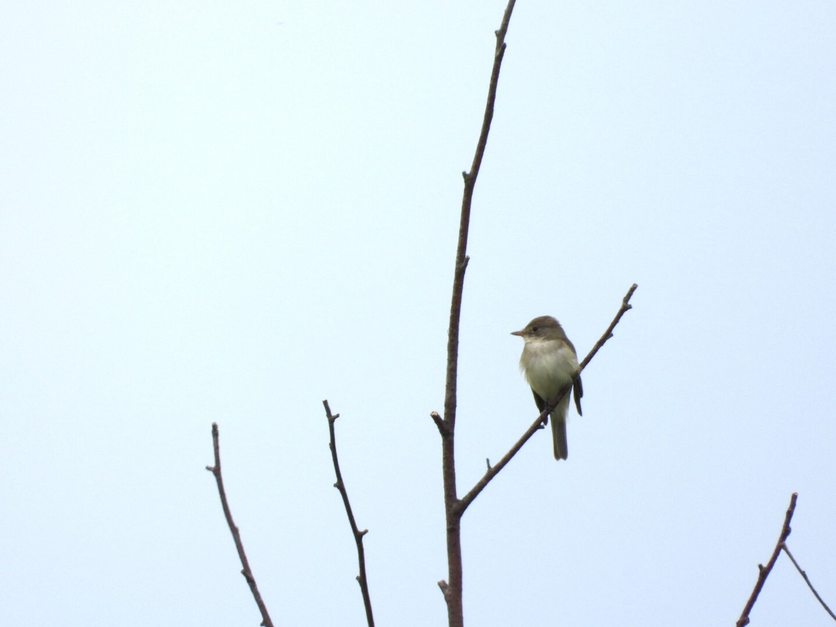 Willow Flycatcher - ML457296031