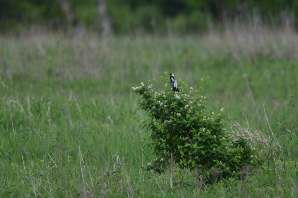 bobolink americký - ML457296211