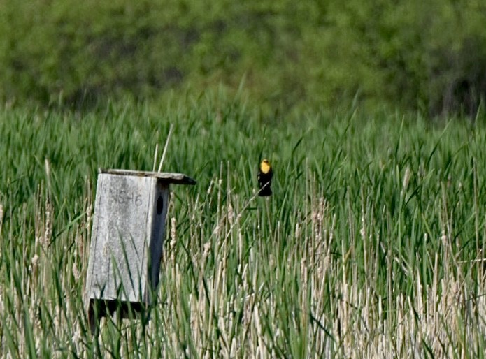 Yellow-headed Blackbird - ML457296221