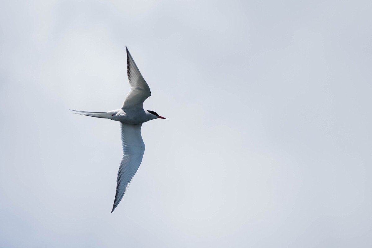 Arctic Tern - Alex Lamoreaux