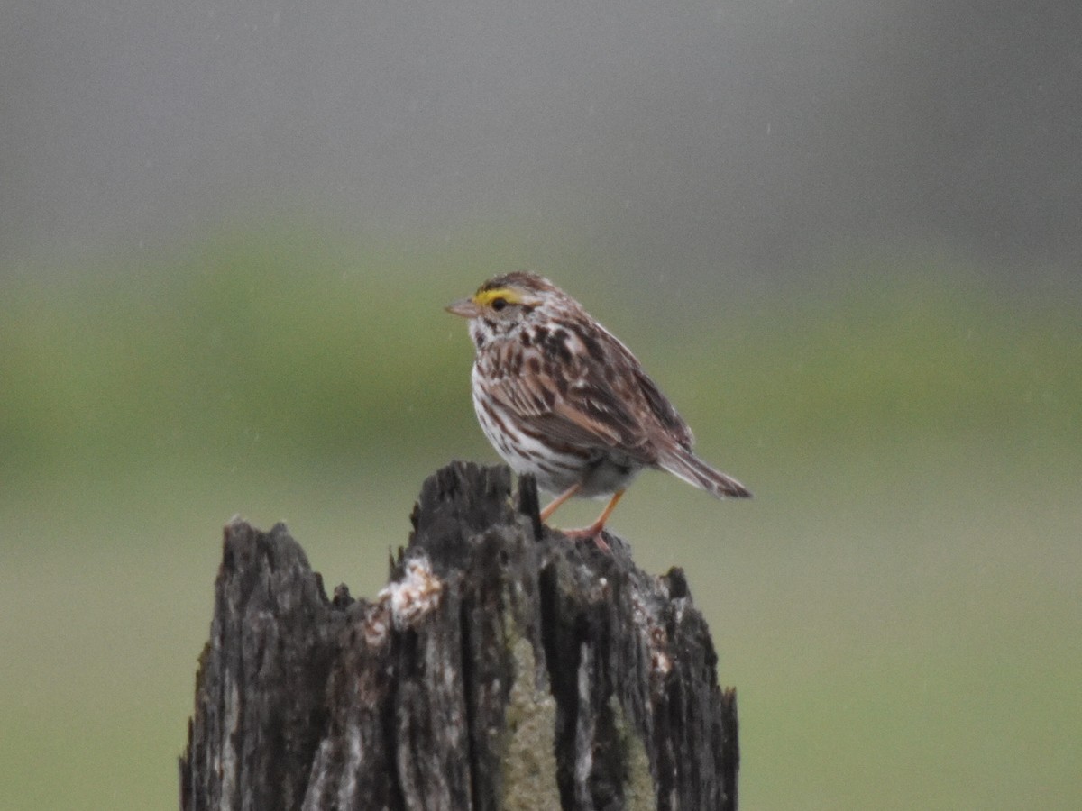 Savannah Sparrow - Jenny Vogt