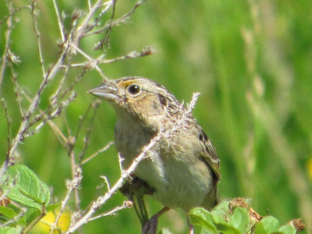 Grasshopper Sparrow - ML457300681