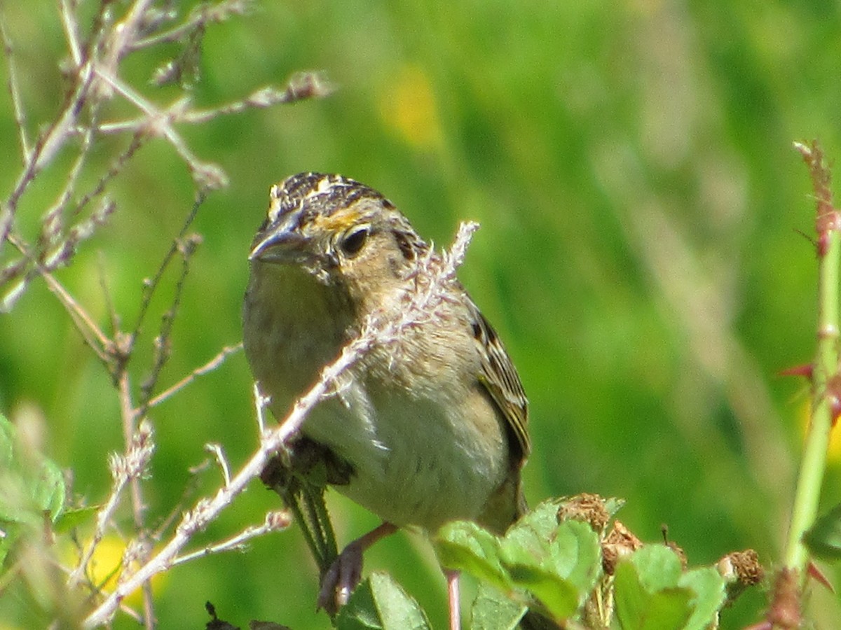 Grasshopper Sparrow - ML457300711