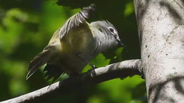 Mavi Başlı Vireo - ML457300821