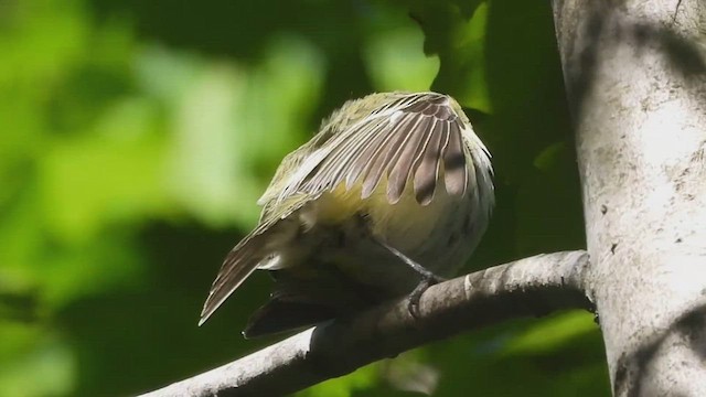 Mavi Başlı Vireo - ML457301701