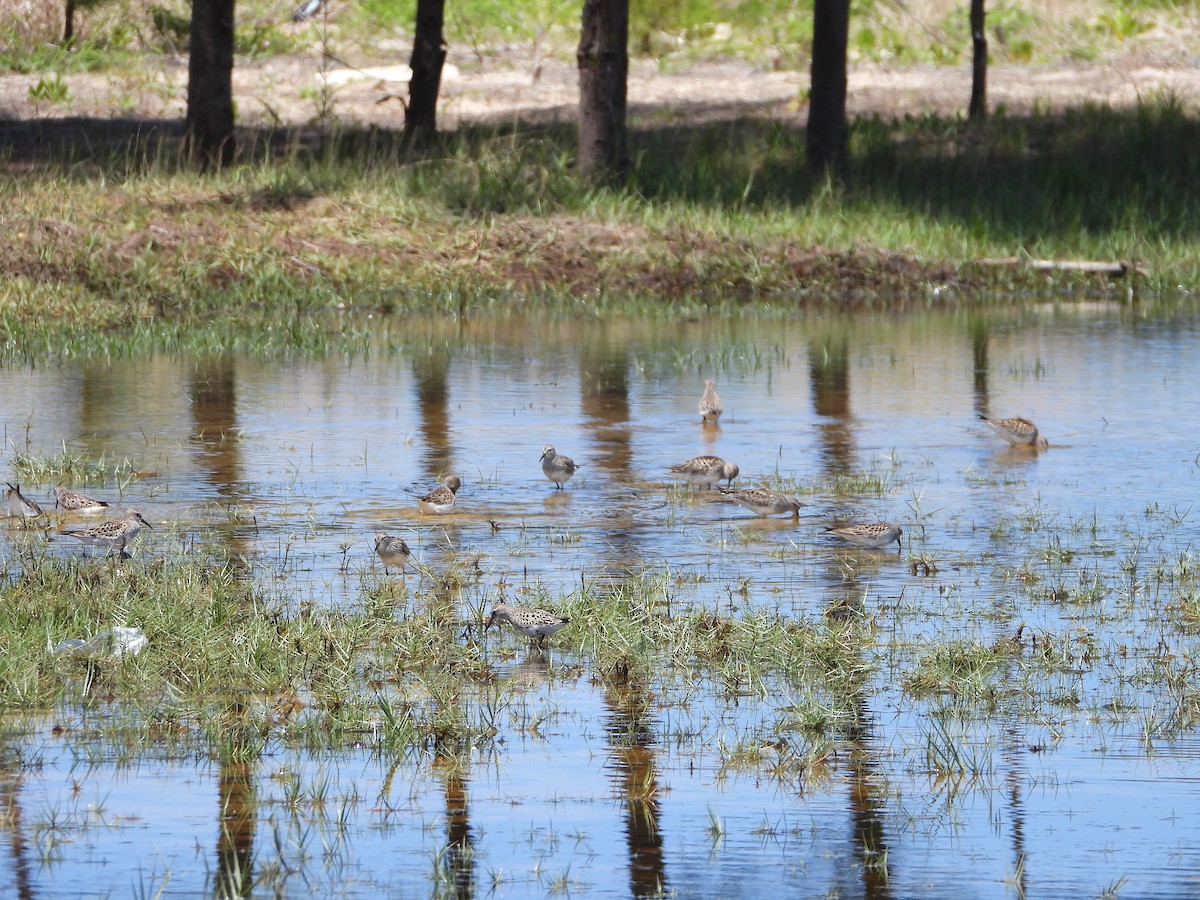 White-rumped Sandpiper - Martha Cartwright