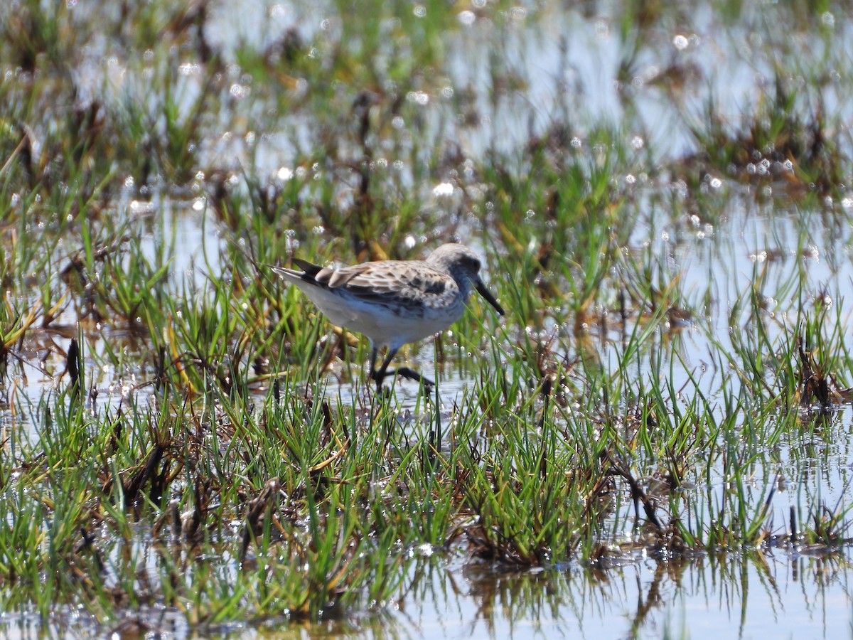 White-rumped Sandpiper - ML457302621