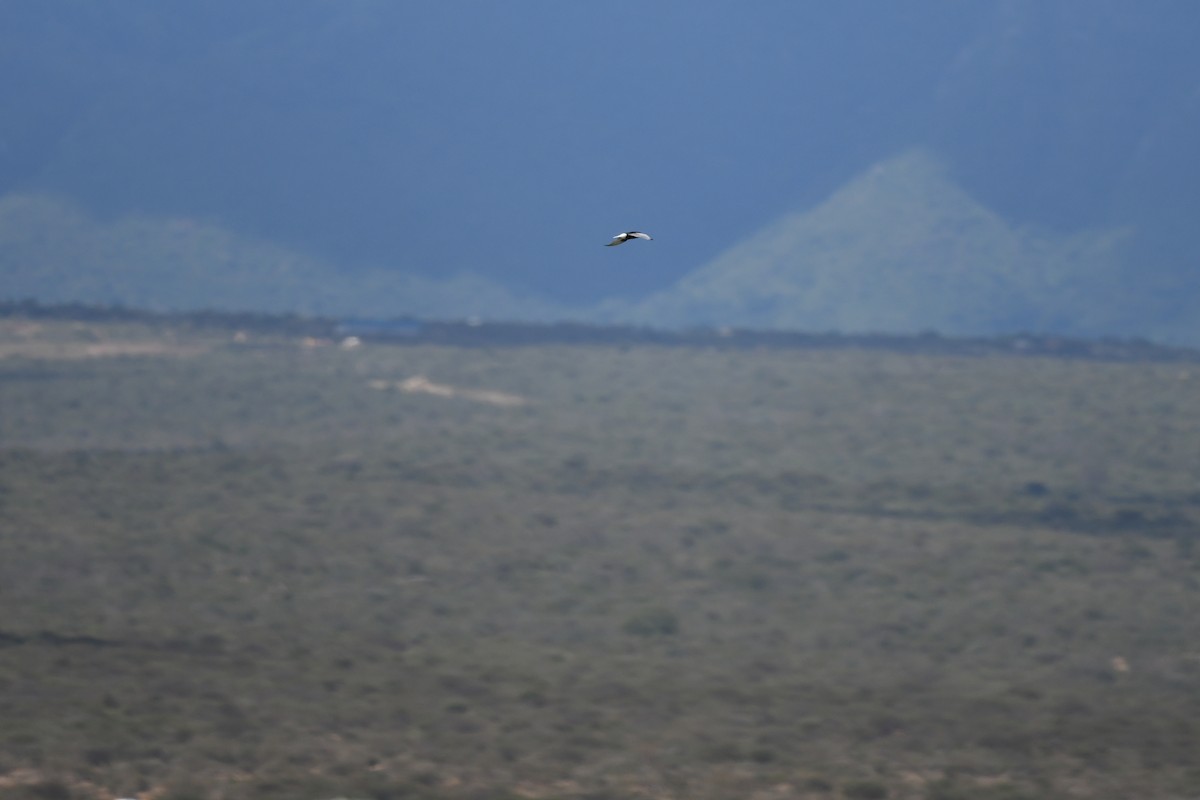 White-winged Tern - ML457302631