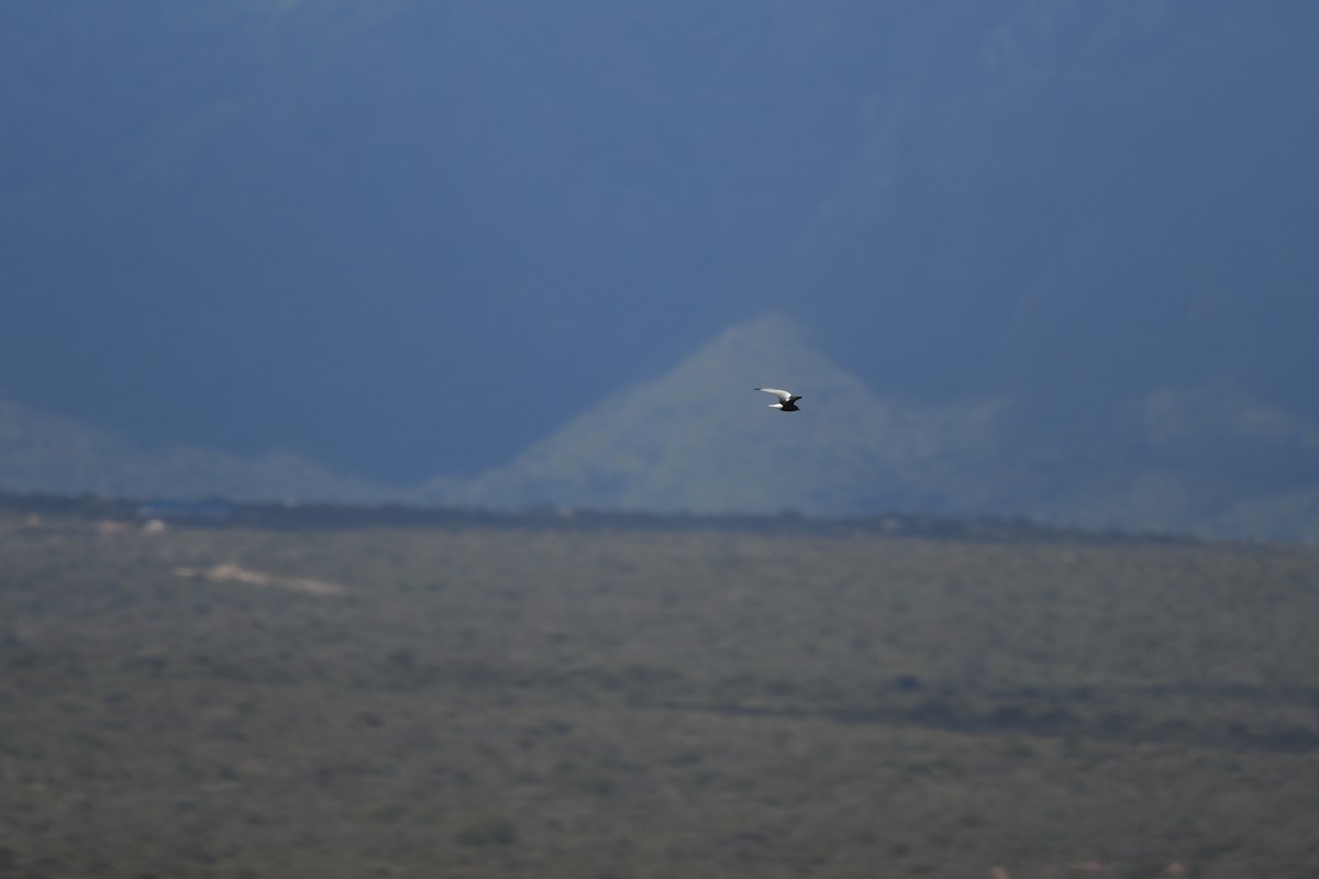 White-winged Tern - ML457302681