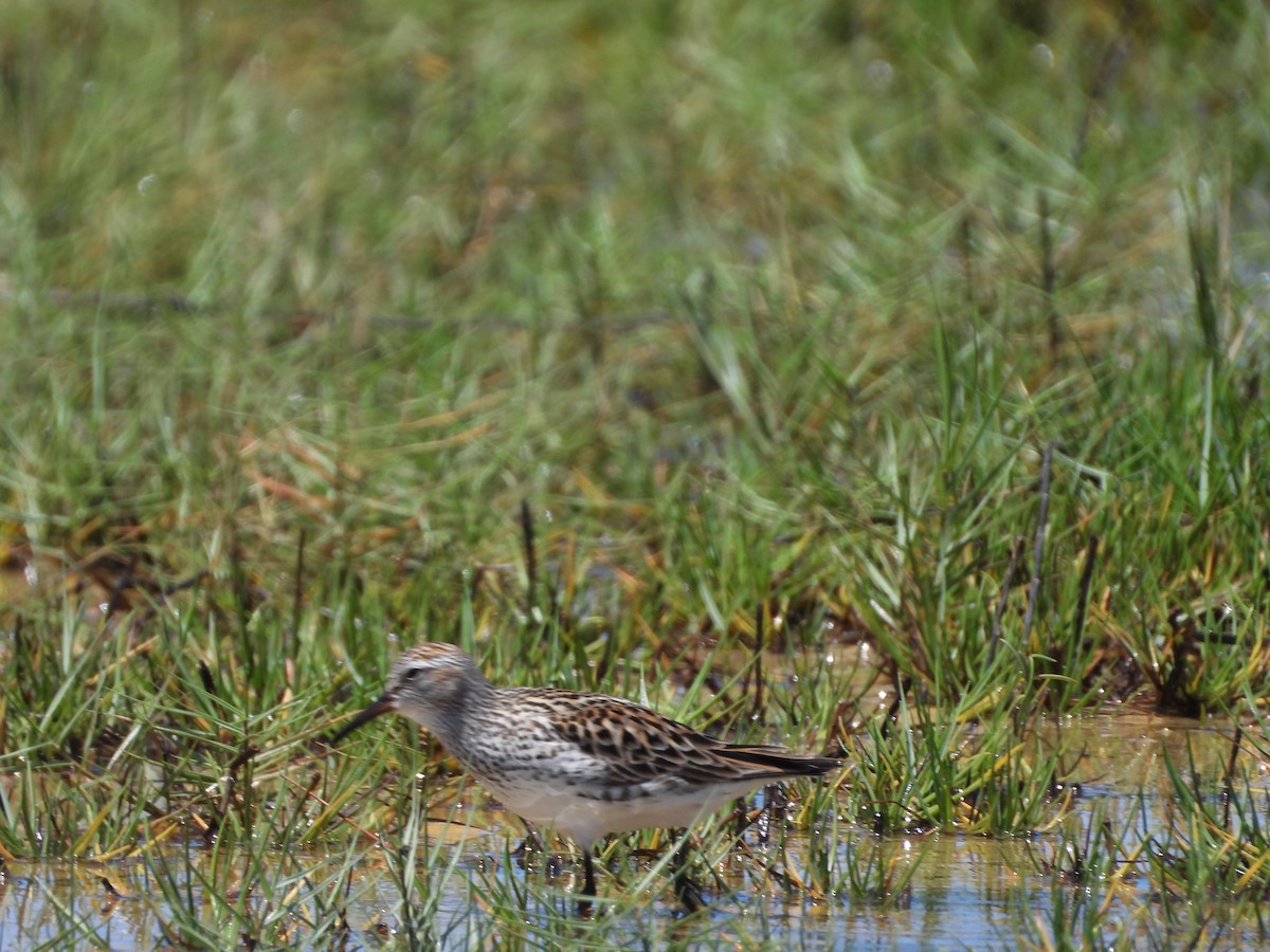 White-rumped Sandpiper - ML457302691