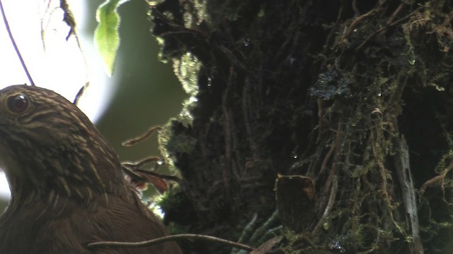 meiseltreløper (promeropirhynchus gr.) - ML457303