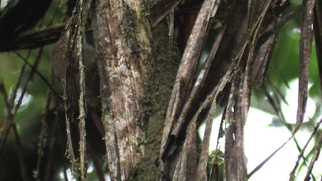 Wedge-billed Woodcreeper (pectoralis Group) - ML457304