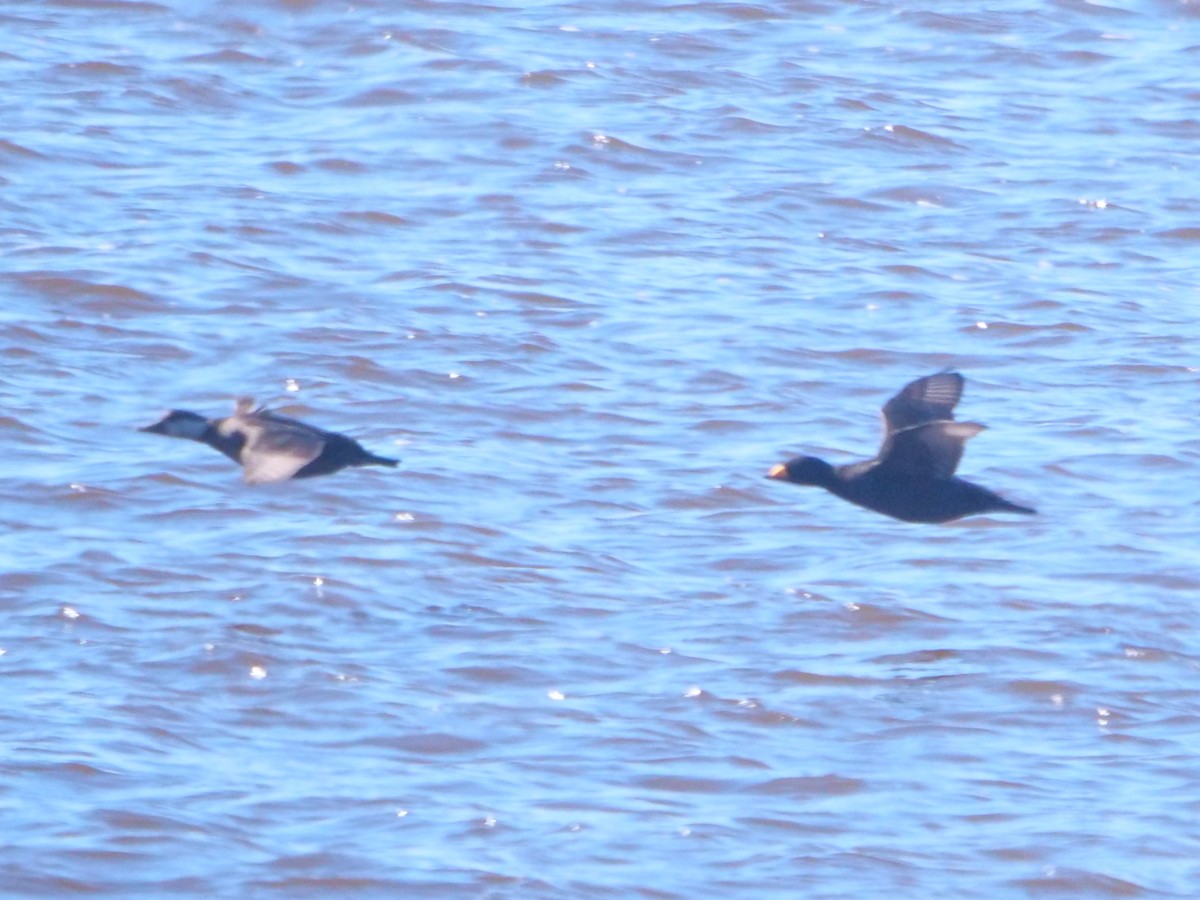 Black Scoter - ML457305581