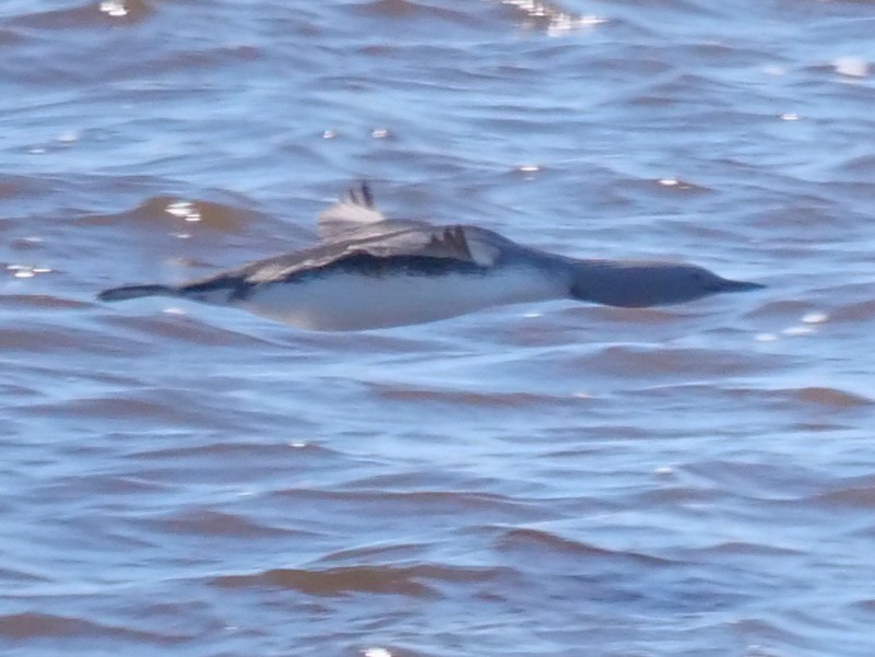 Red-throated Loon - Roger Horn