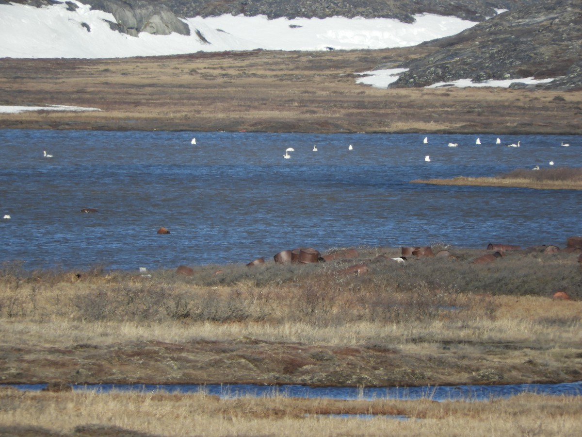 Tundra Swan - ML457306711