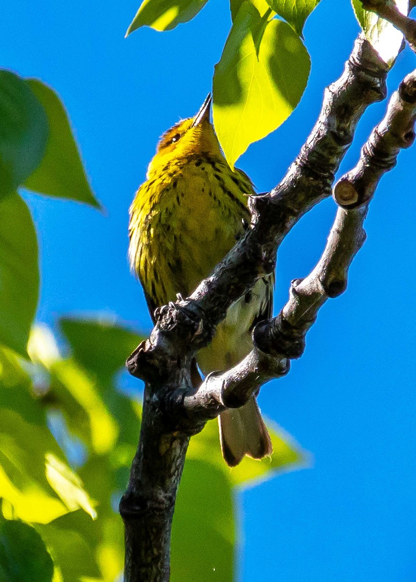 Cape May Warbler - ML457307781