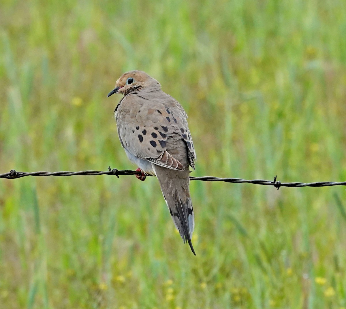 Mourning Dove - ML457309301