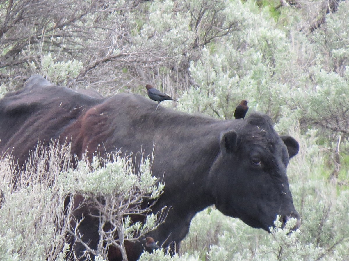 Brown-headed Cowbird - ML457309721