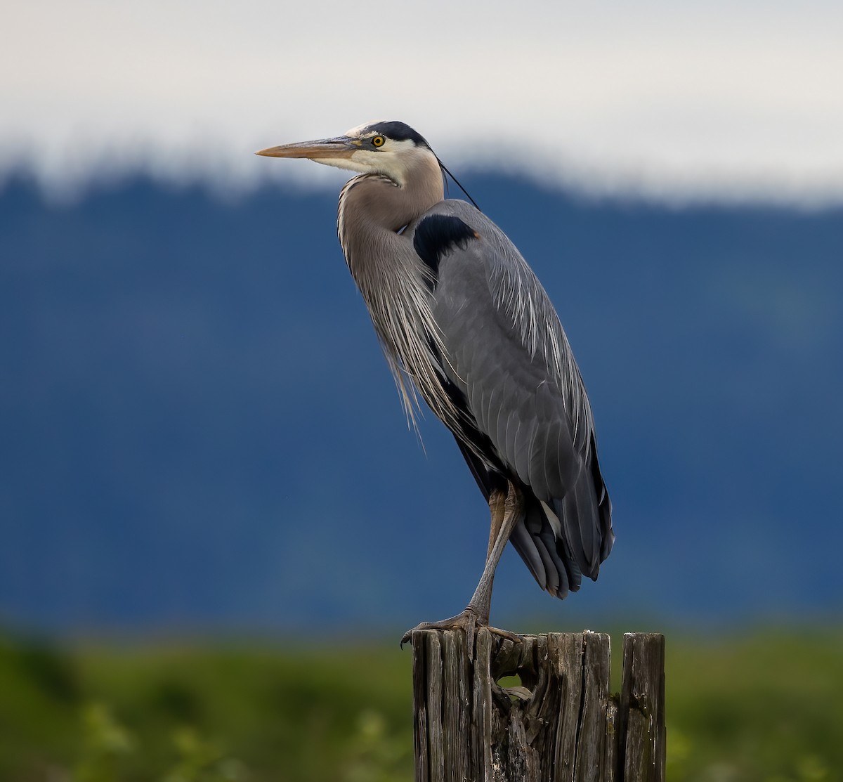 Great Blue Heron - Paul  Bueren