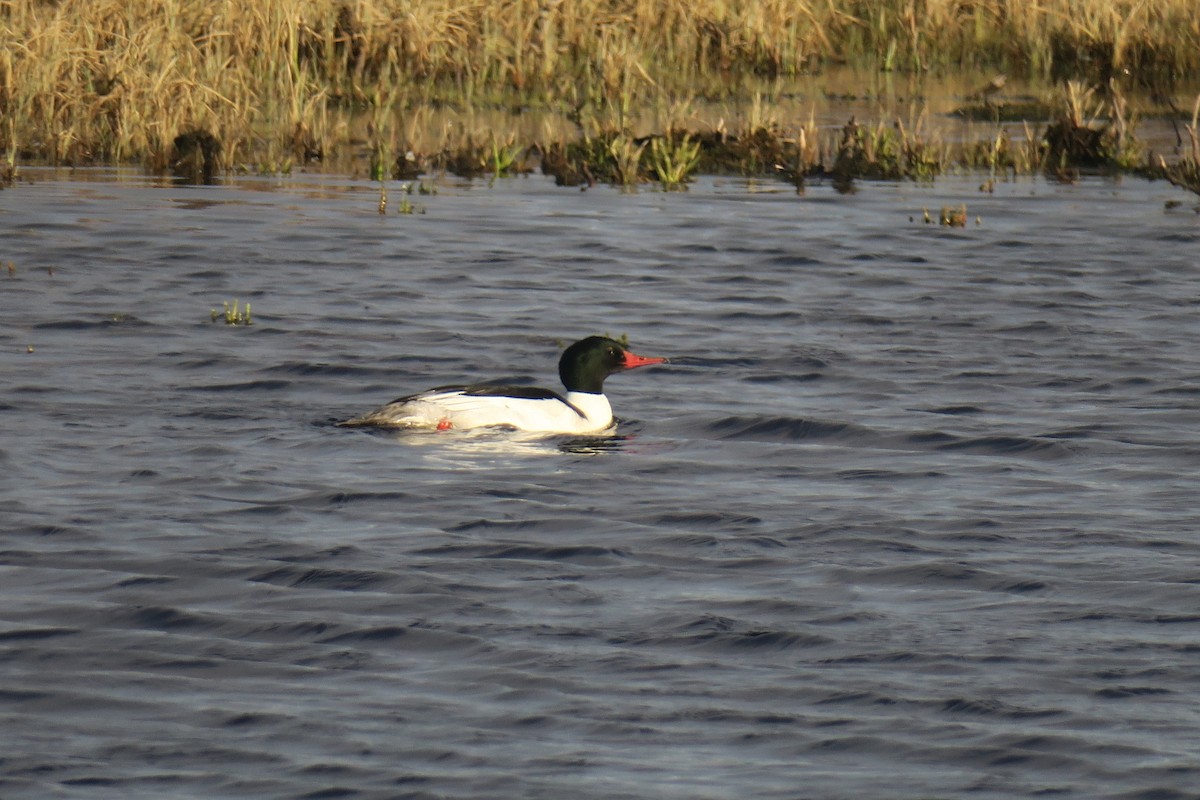 Common Merganser - ML457311171