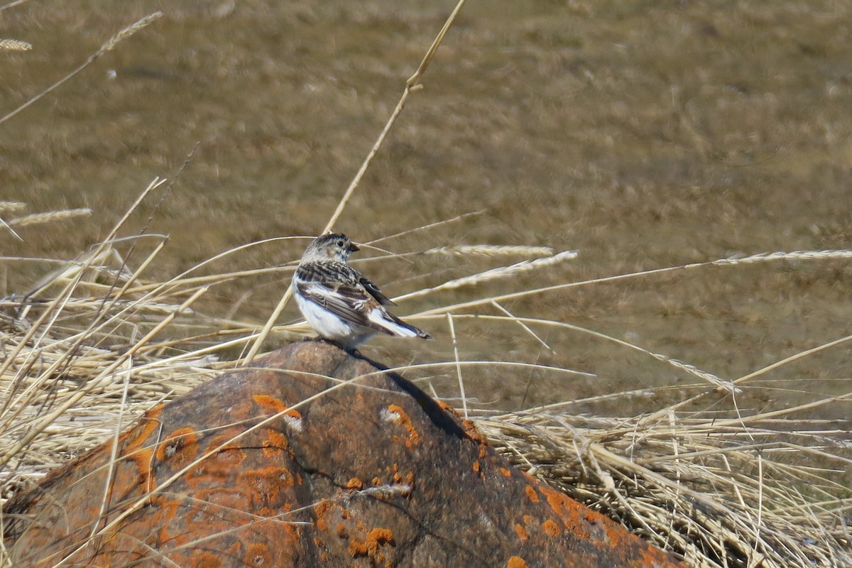 snøspurv - ML457312261