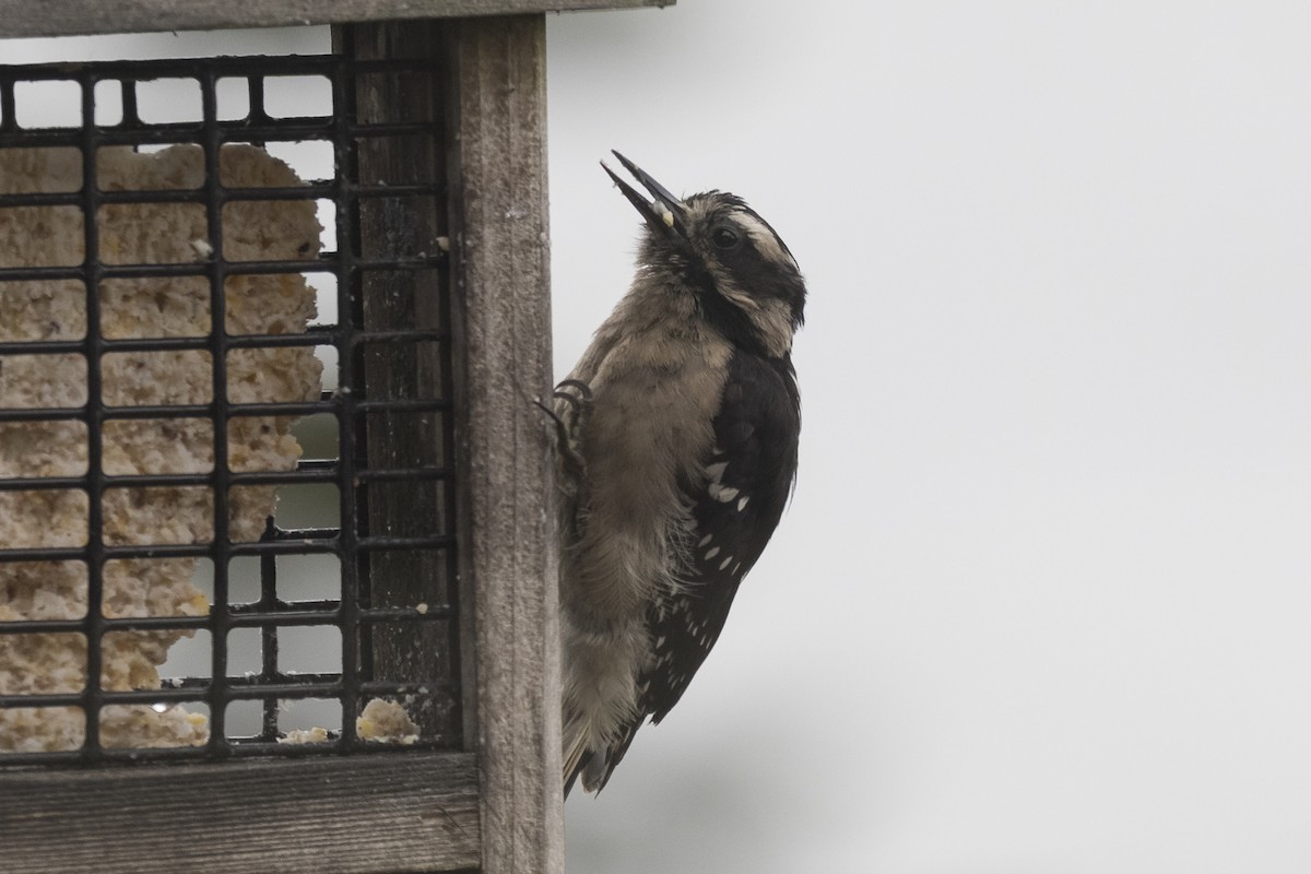 Hairy Woodpecker (Pacific) - Anthony Gliozzo