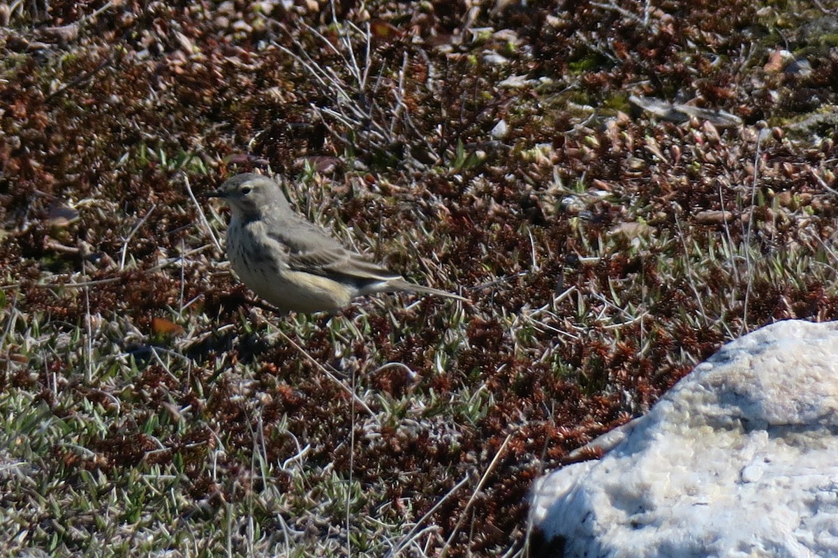 kanadapiplerke - ML457312481