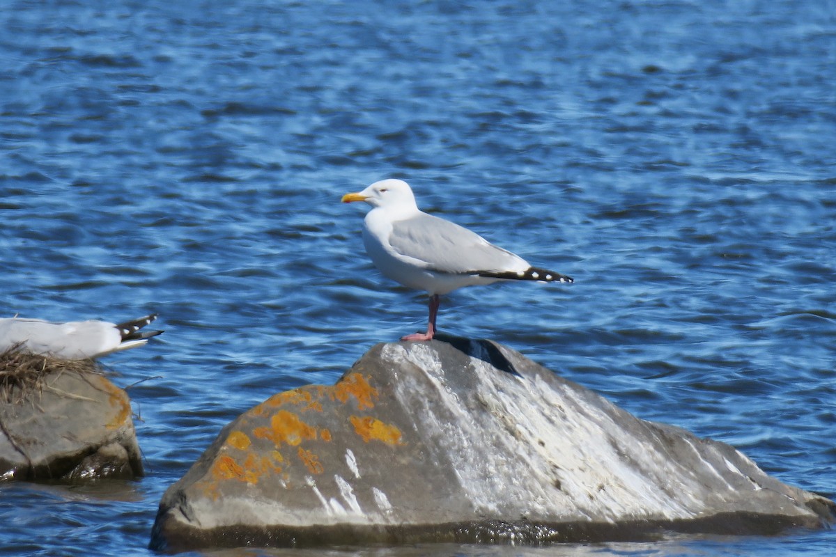 amerikagråmåke - ML457312531