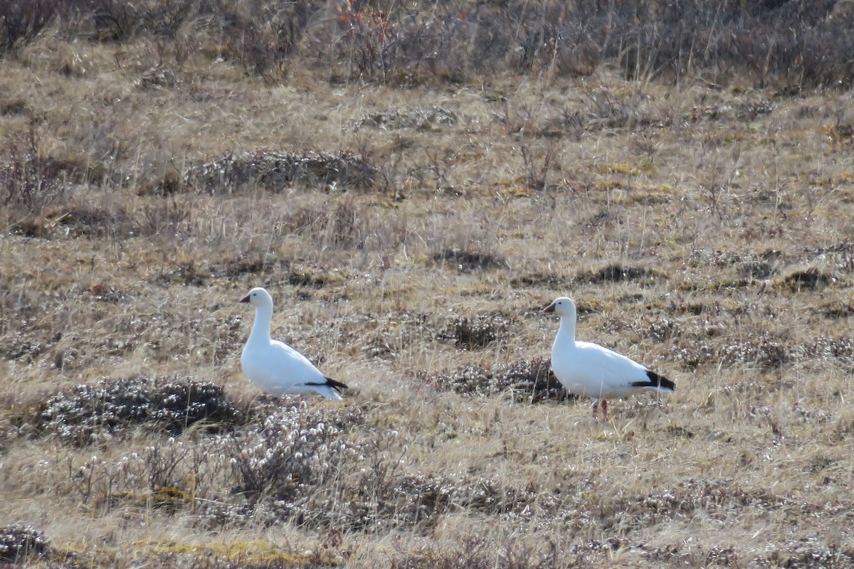 eskimogås - ML457312601