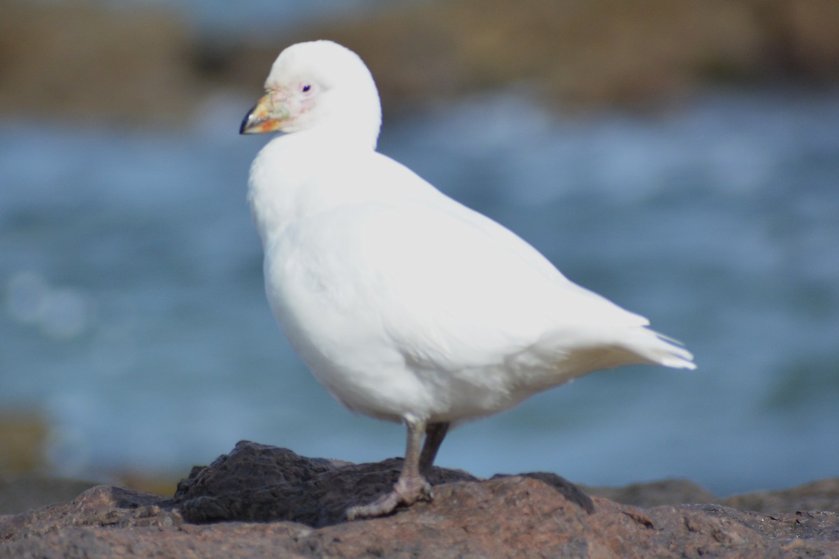 Snowy Sheathbill - ML457313031