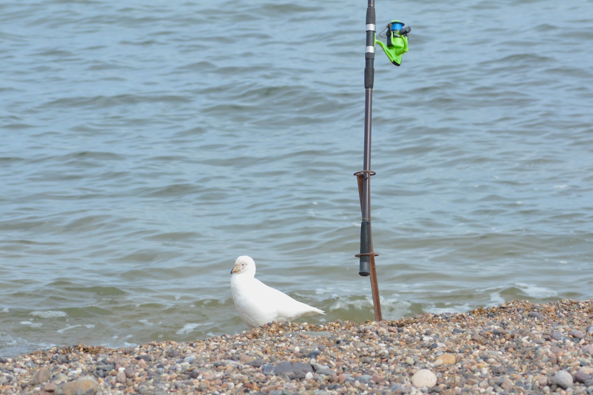 Snowy Sheathbill - ML457313041