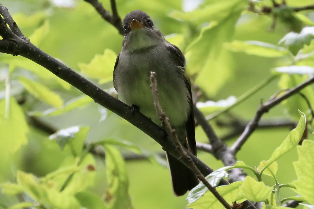 Eastern Wood-Pewee - ML457314631