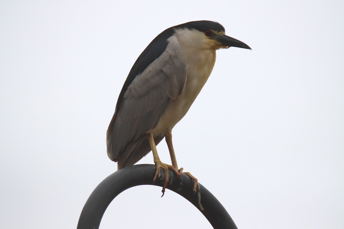 Black-crowned Night Heron - Sally Veach