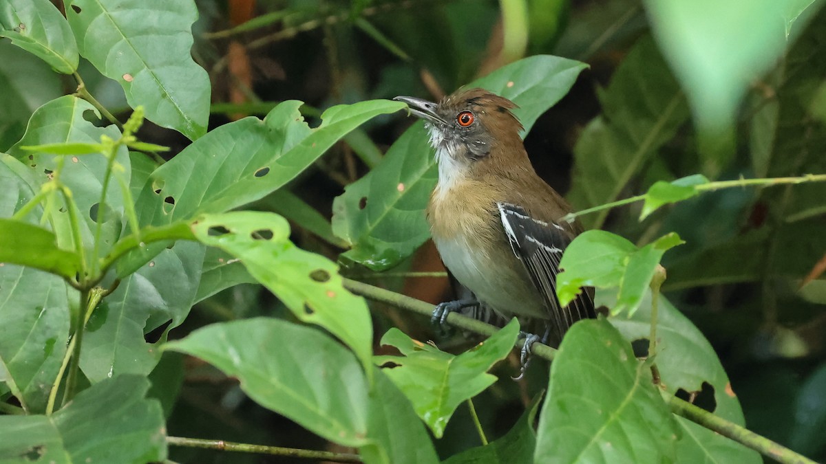 Black-tailed Antbird - Arman Moreno