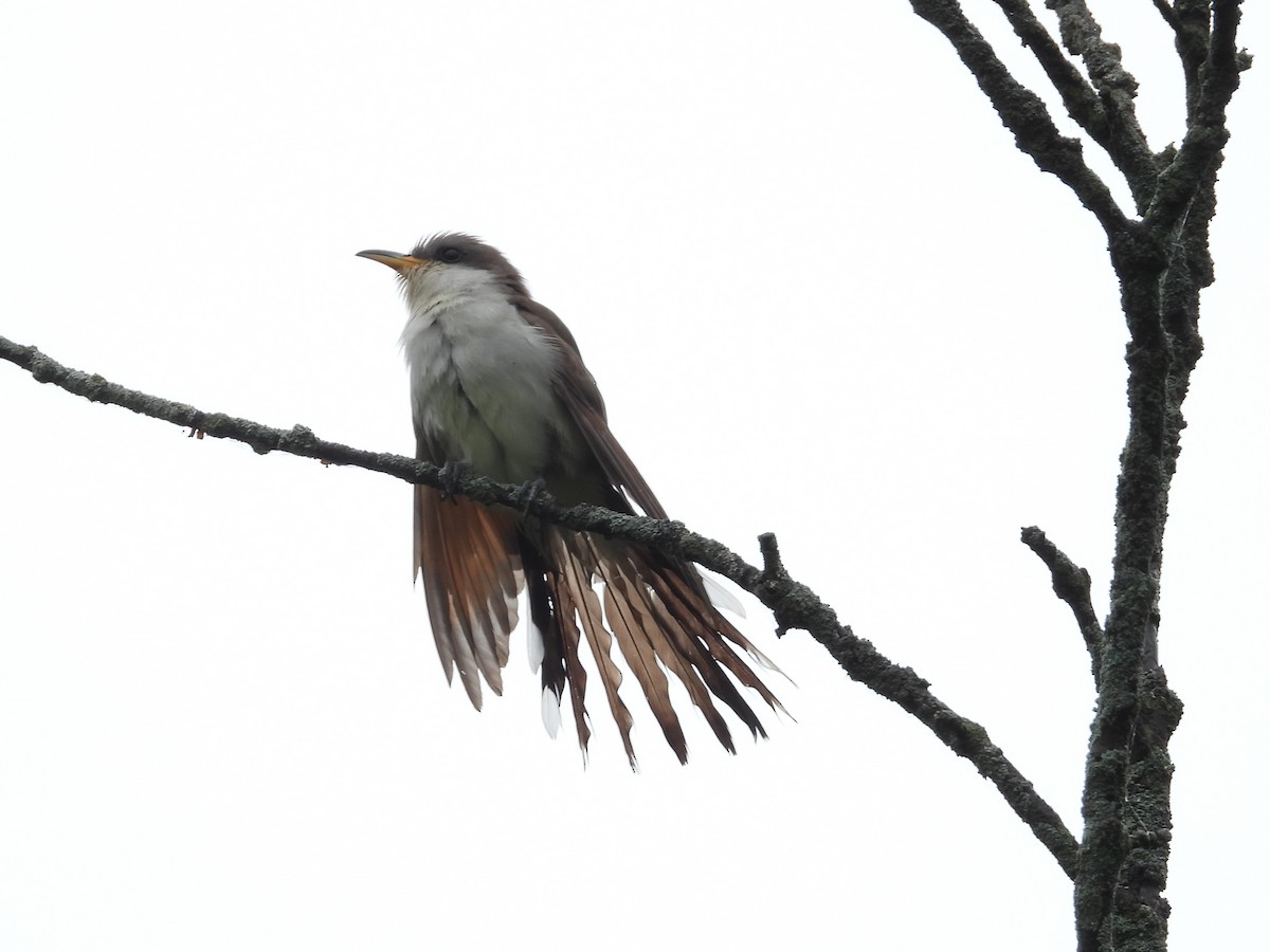 Yellow-billed Cuckoo - ML457319111