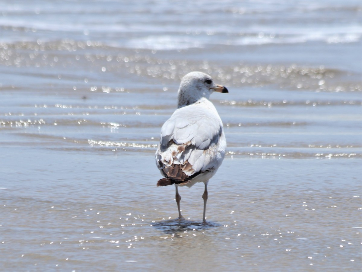 Ring-billed Gull - ML457321091