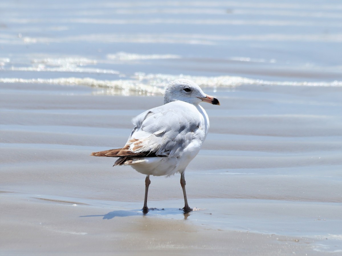 Ring-billed Gull - ML457321101