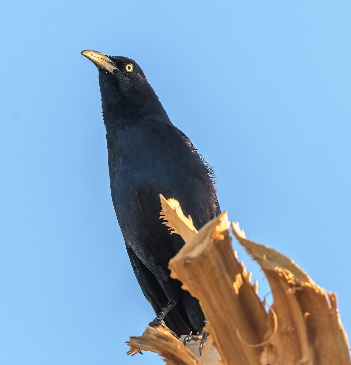 Great-tailed Grackle - ML457321421