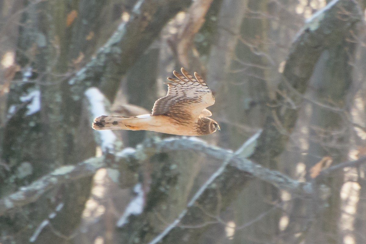 Northern Harrier - ML45732231