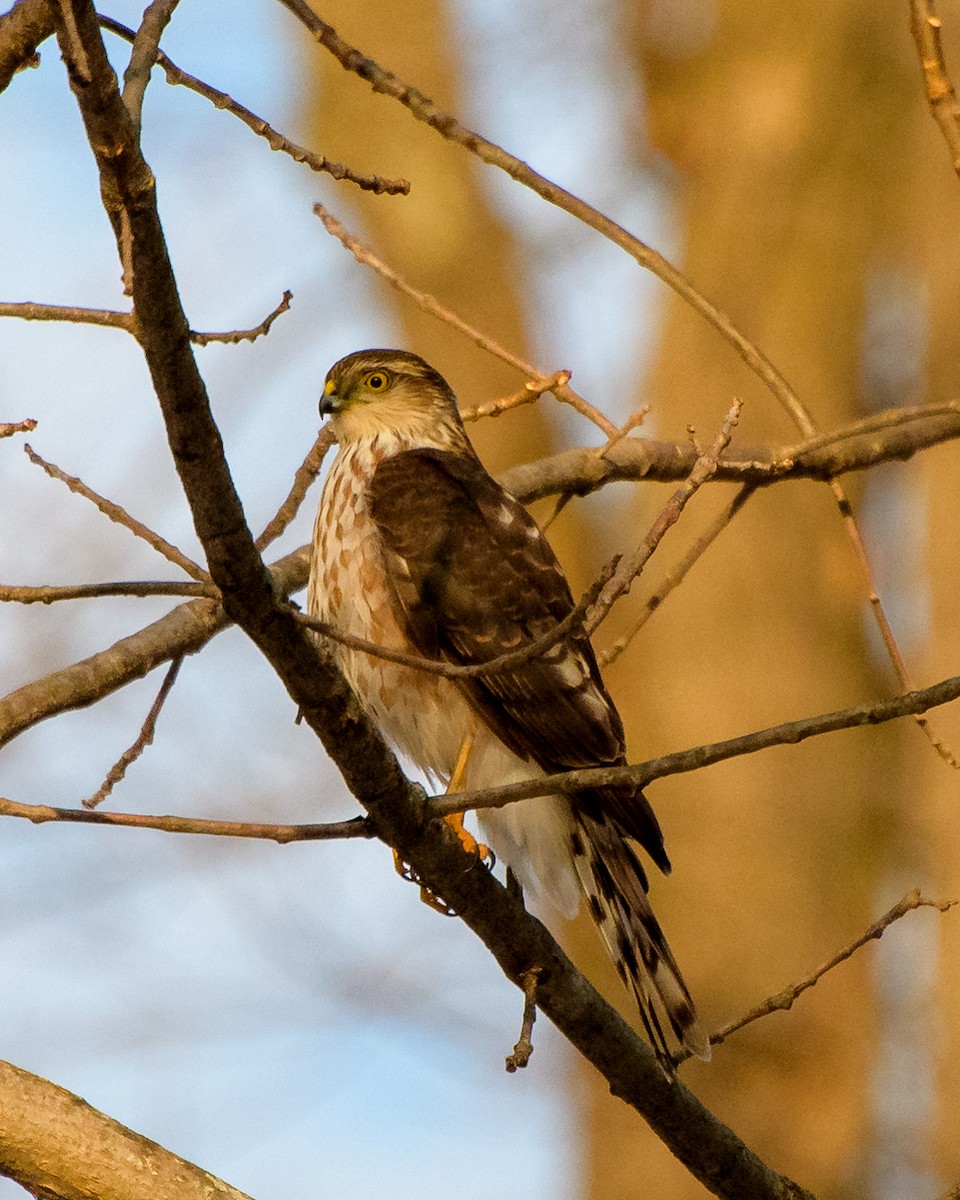 Sharp-shinned Hawk - ML45732251