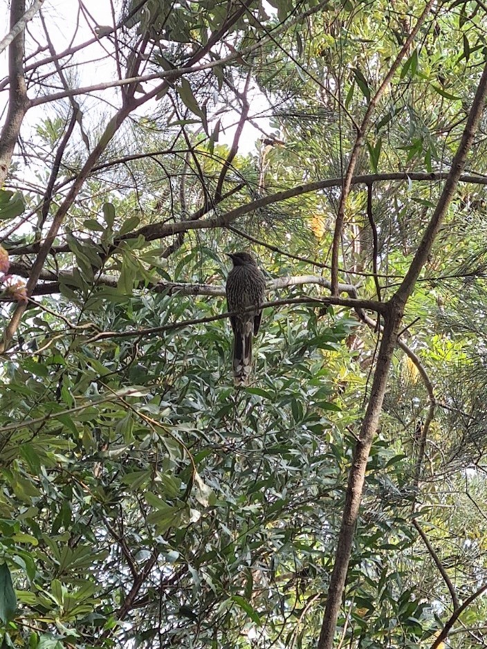 Little Wattlebird - ML457322951