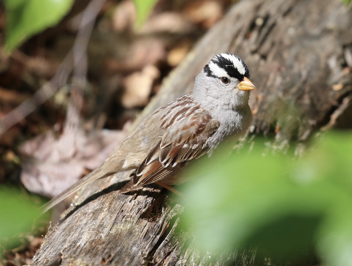 White-crowned Sparrow - Vicki  Sandage