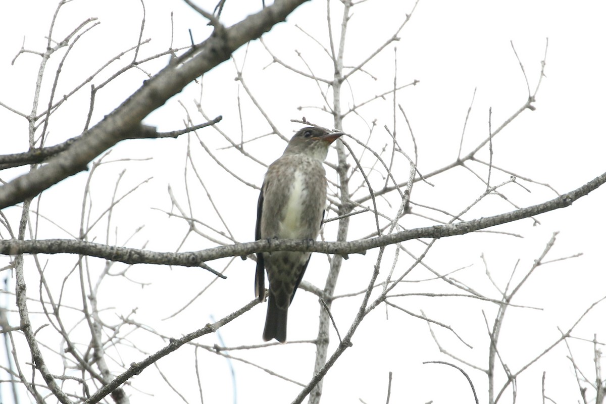 Olive-sided Flycatcher - Dave Beeke